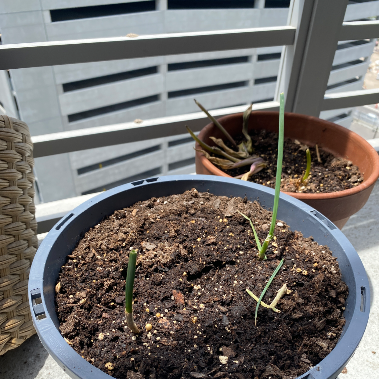Potted garlic plants with green shoots in early growth stage, soil visible.