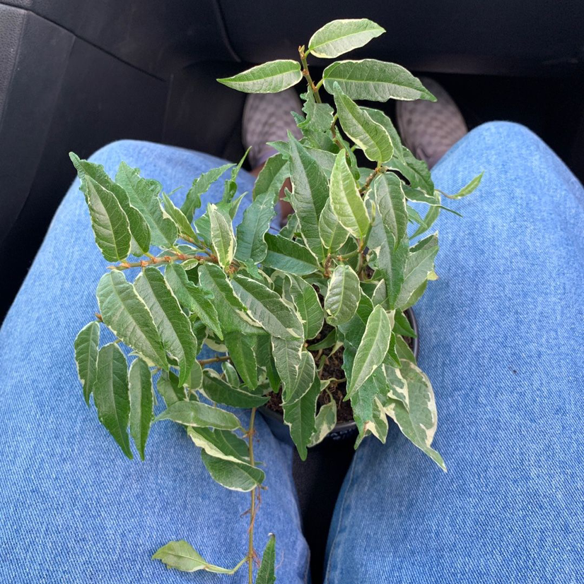 Photo of the plant species Variegated Ficus sagittata by Sage named Your plant on Greg, the plant care app
