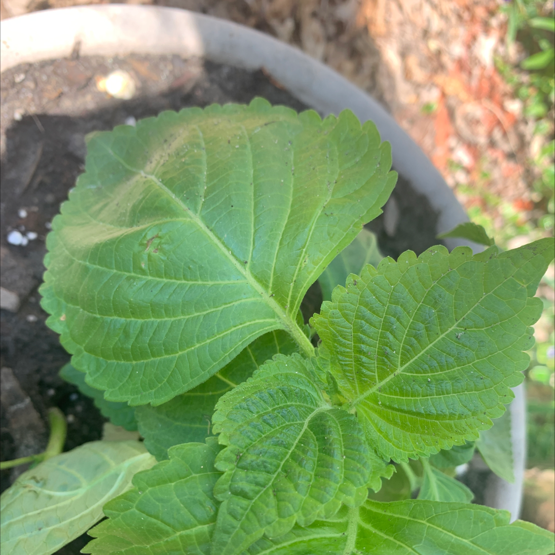 Healthy Beefsteak Plant with broad, serrated green leaves in a pot.