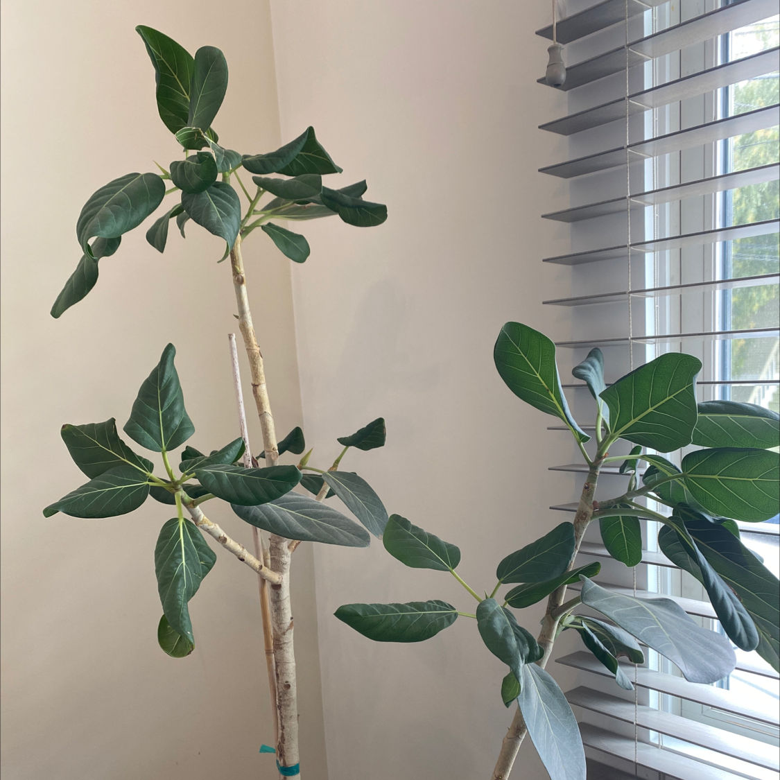 Council Tree plant with green leaves and light-colored stem near a window with blinds.