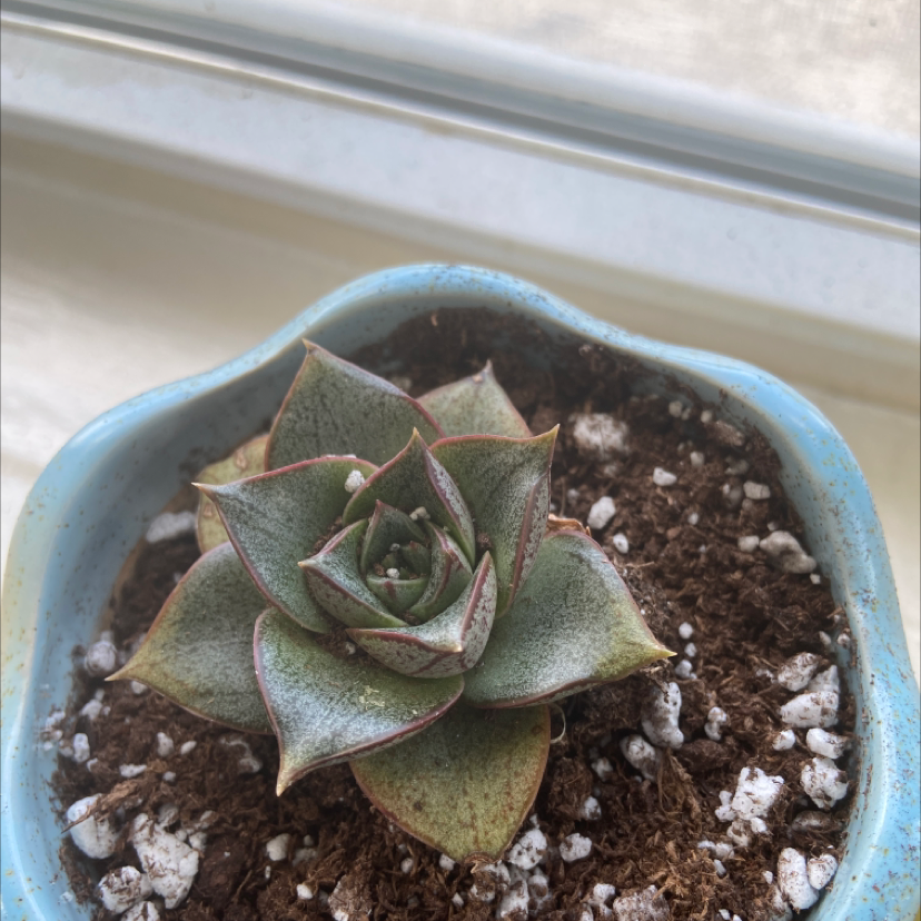 Echeveria purpusiorum succulent in a blue pot on a windowsill.