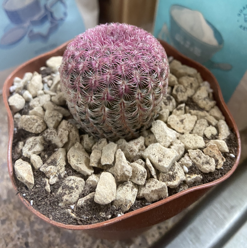 Arizona Rainbow Cactus in a pot with rocky soil, showing a pinkish hue on top.