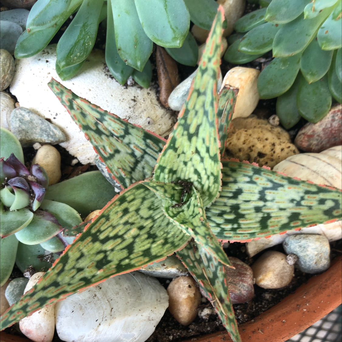 Photo of the plant species Aloe 'Mellow Yellow' by Jess named Rosa on Greg, the plant care app