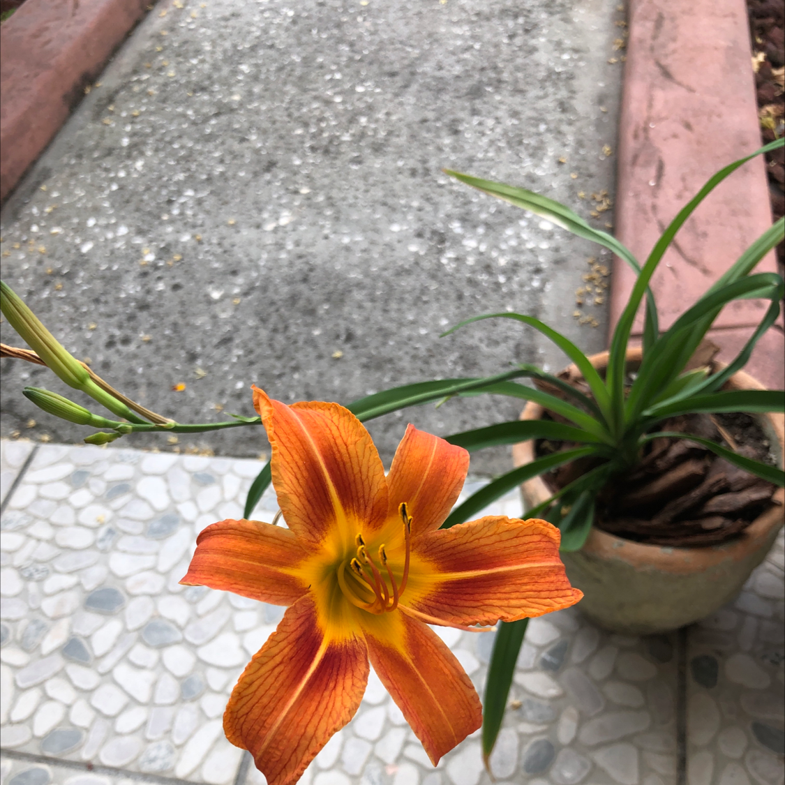 Orange Daylily with a vibrant orange flower in the foreground and a potted plant in the background.