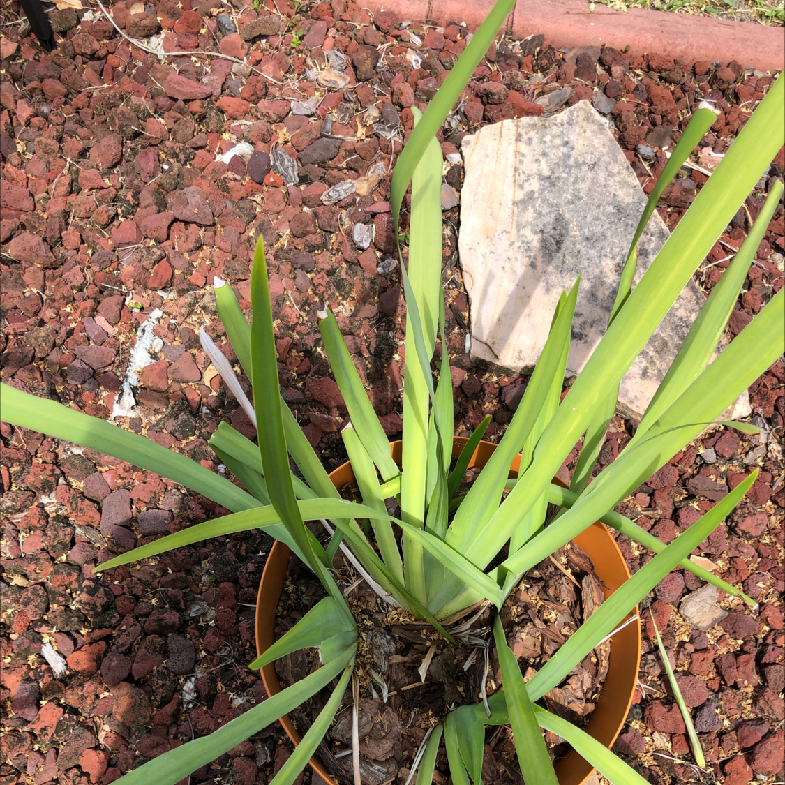 Photo of the plant species Trimezia northiana by Jess named Luna on Greg, the plant care app