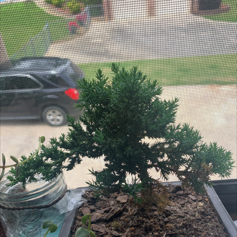 Japanese Garden Juniper plant in a pot near a window with some browning at the base.