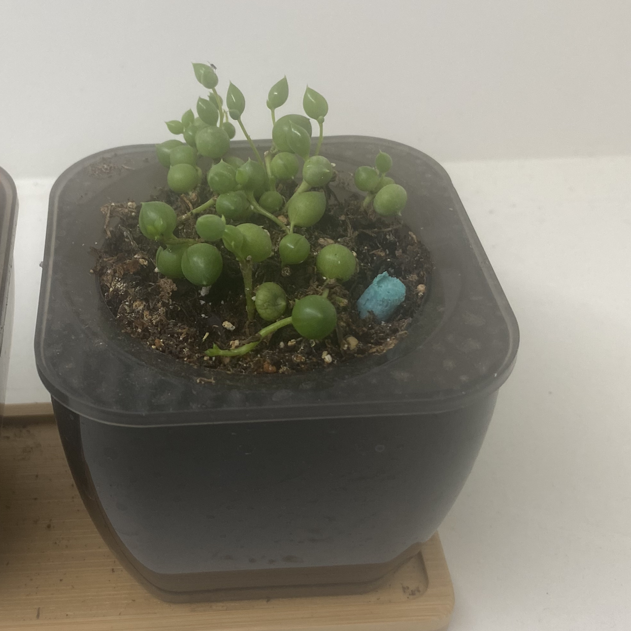 String of Pearls plant photo by @Natalieellen33 named Marilyn on Greg, the plant care app.
