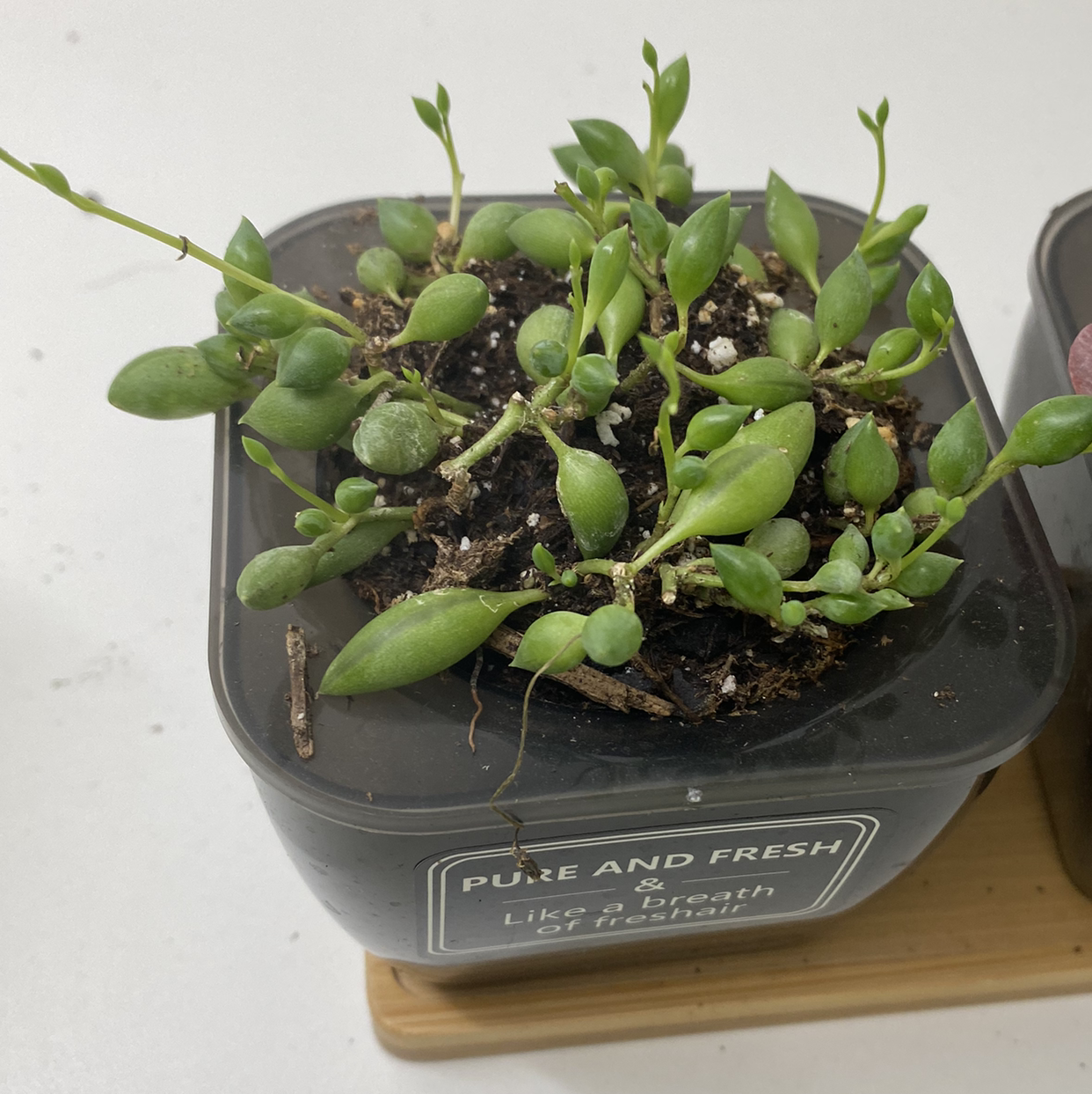 String of Tears plant photo by @Natalieellen33 named Willow on Greg, the plant care app.