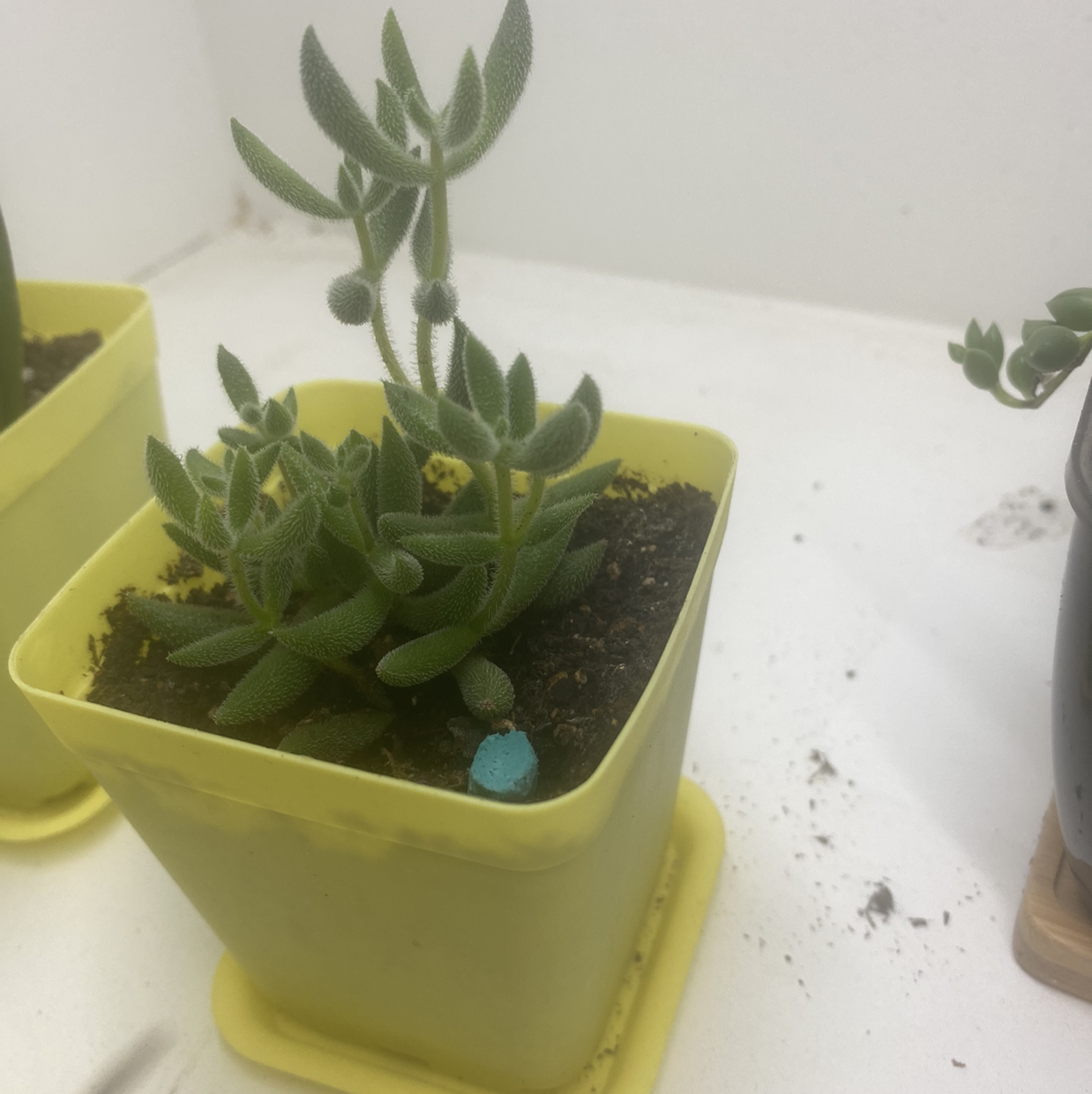 Crassula Tenelli plant photo by @Natalieellen33 named Sage on Greg, the plant care app.
