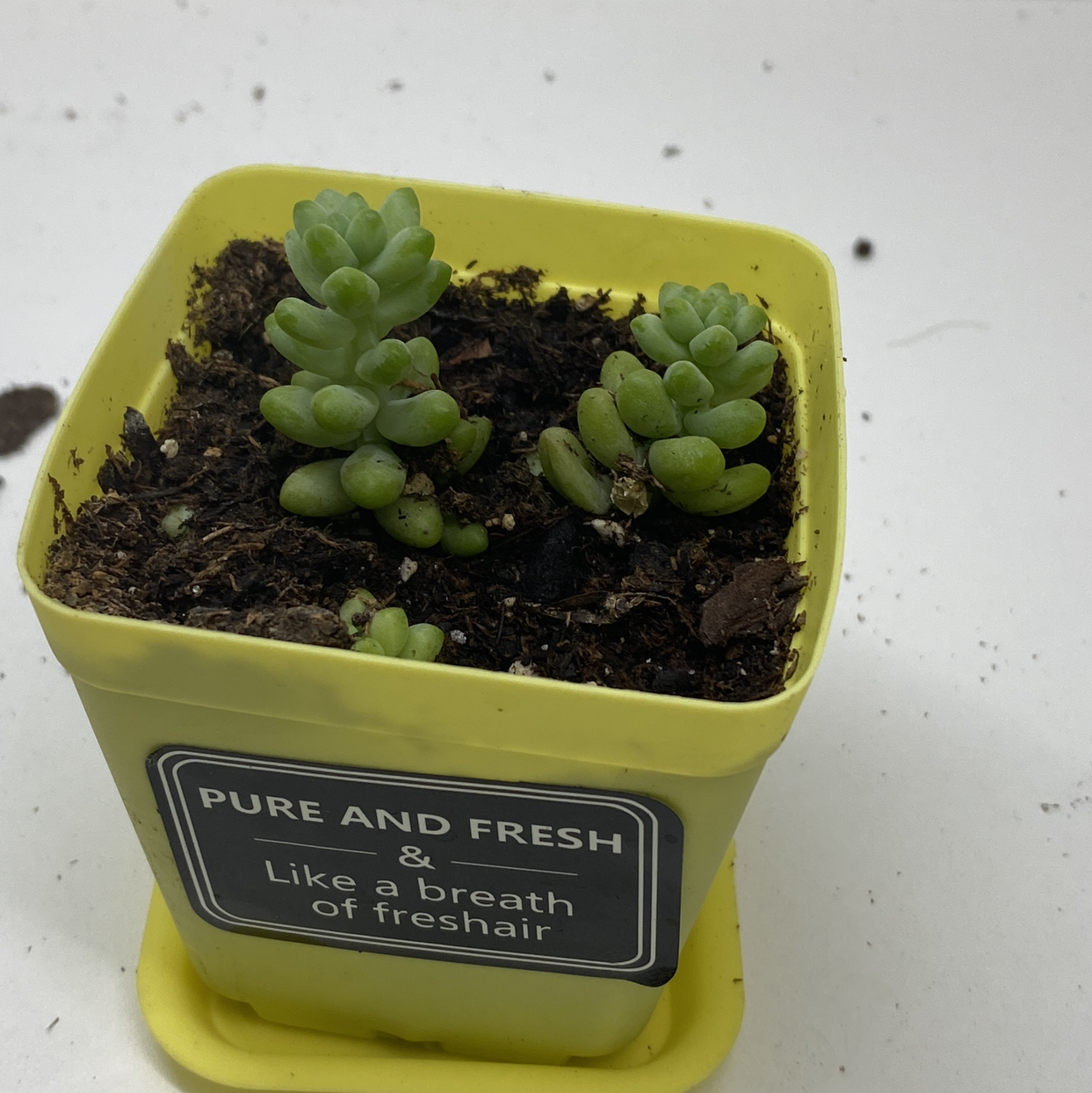 Burro's Tail plant photo by @Natalieellen33 named Lola on Greg, the plant care app.