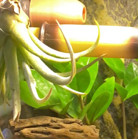 Medusa Head Air Plant plant photo by @Natalieellen33 named Mando on Greg, the plant care app.