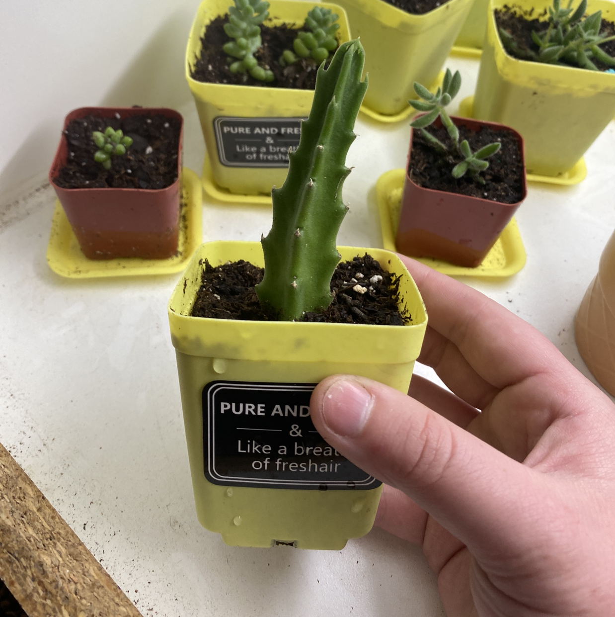 Carrion flower plant photo by @Natalieellen33 named Oscar on Greg, the plant care app.