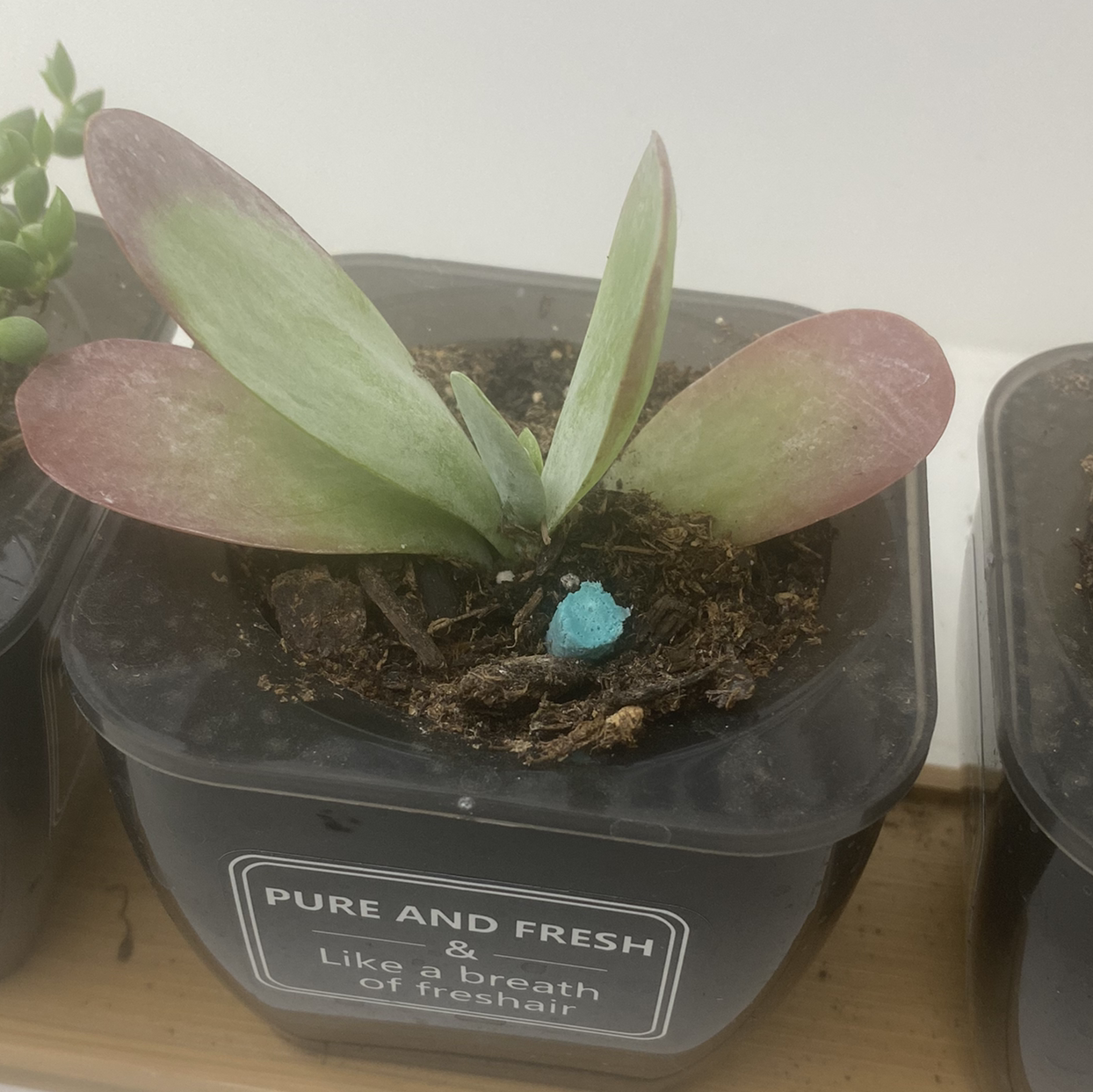 Paddle Plant plant photo by @Natalieellen33 named Paddles on Greg, the plant care app.