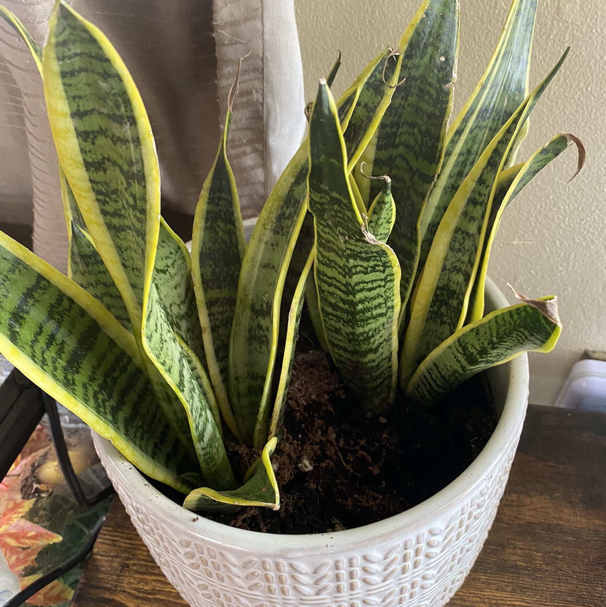 Snake Plant plant photo by @Natalieellen33 named Noodles on Greg, the plant care app.