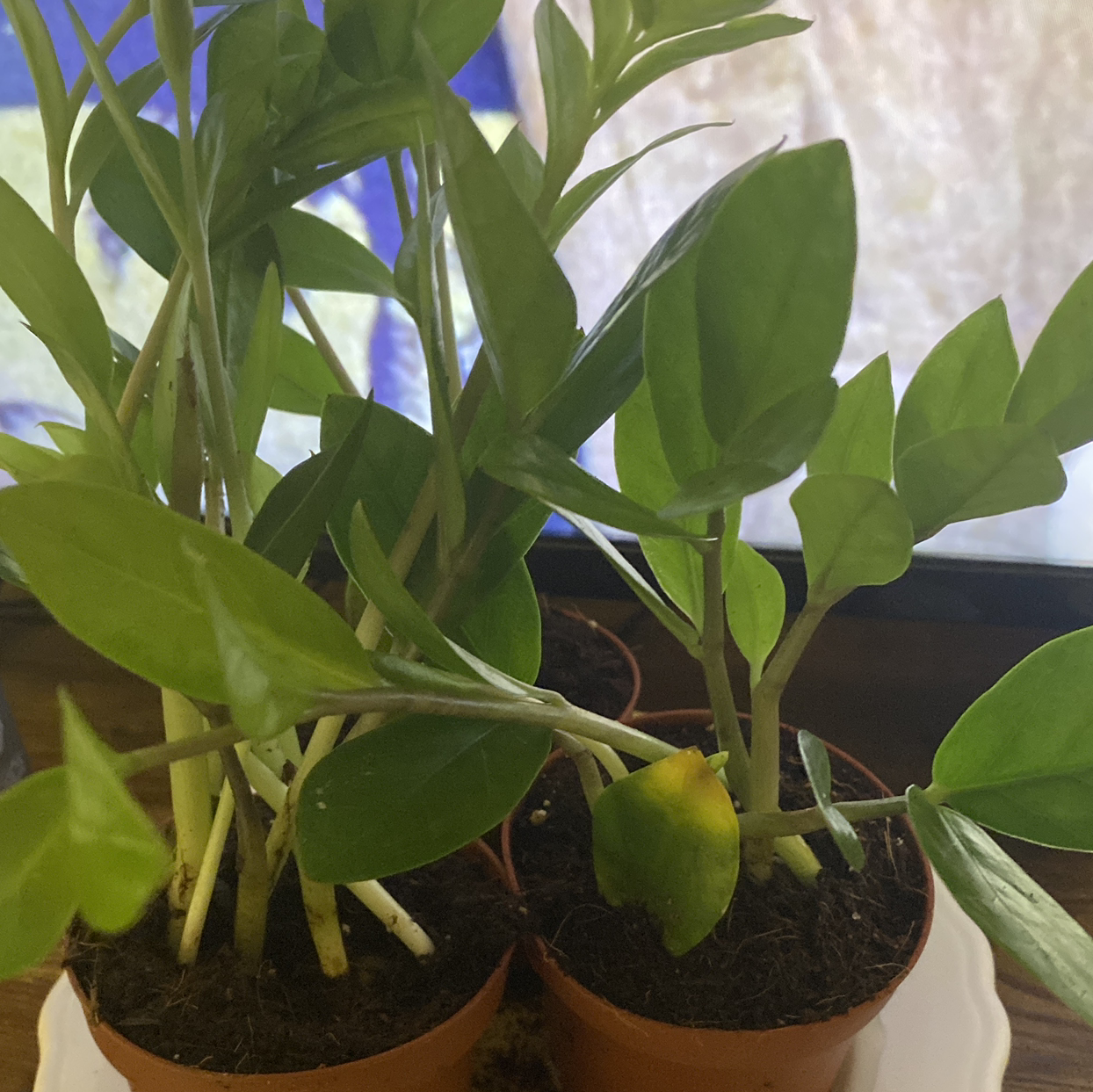 Zamioculcas Zamiifolia plant photo by @Natalieellen33 named Sir Plancelot on Greg, the plant care app.