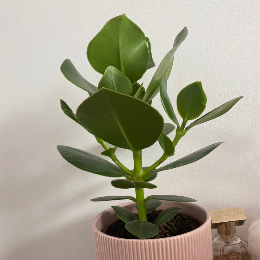 Healthy Autograph Tree in a pink pot with visible soil and vibrant green leaves.