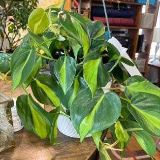 Philodendron 'Brasil' plant in Somewhere on Earth