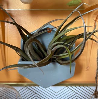 Pseudobaileyi Air Plant plant in Somewhere on Earth