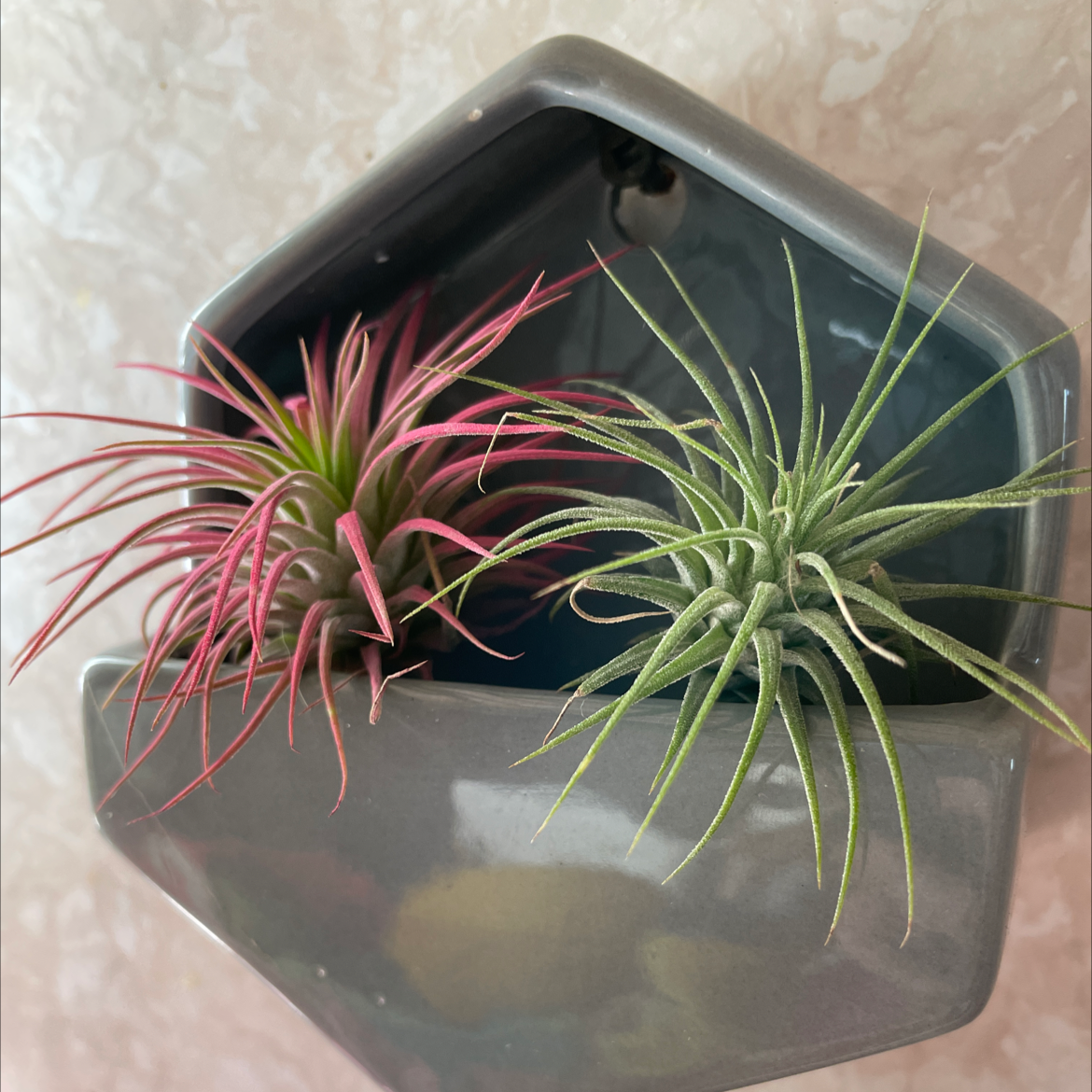 Two Tillandsia ionantha 'Guatemala' plants in a wall-mounted planter, one red and one green.