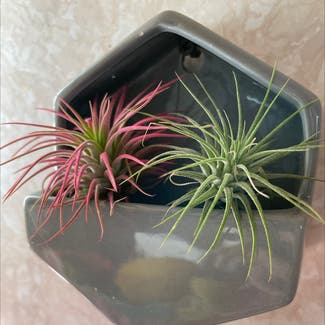 Ionantha guatemala Air Plant plant in Somewhere on Earth