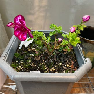 Ivy Geranium plant in Somewhere on Earth