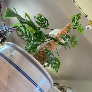 Swiss Cheese Philodendron plant photo by @Mcgriddlepants named oOren Ishi on Greg, the plant care app.