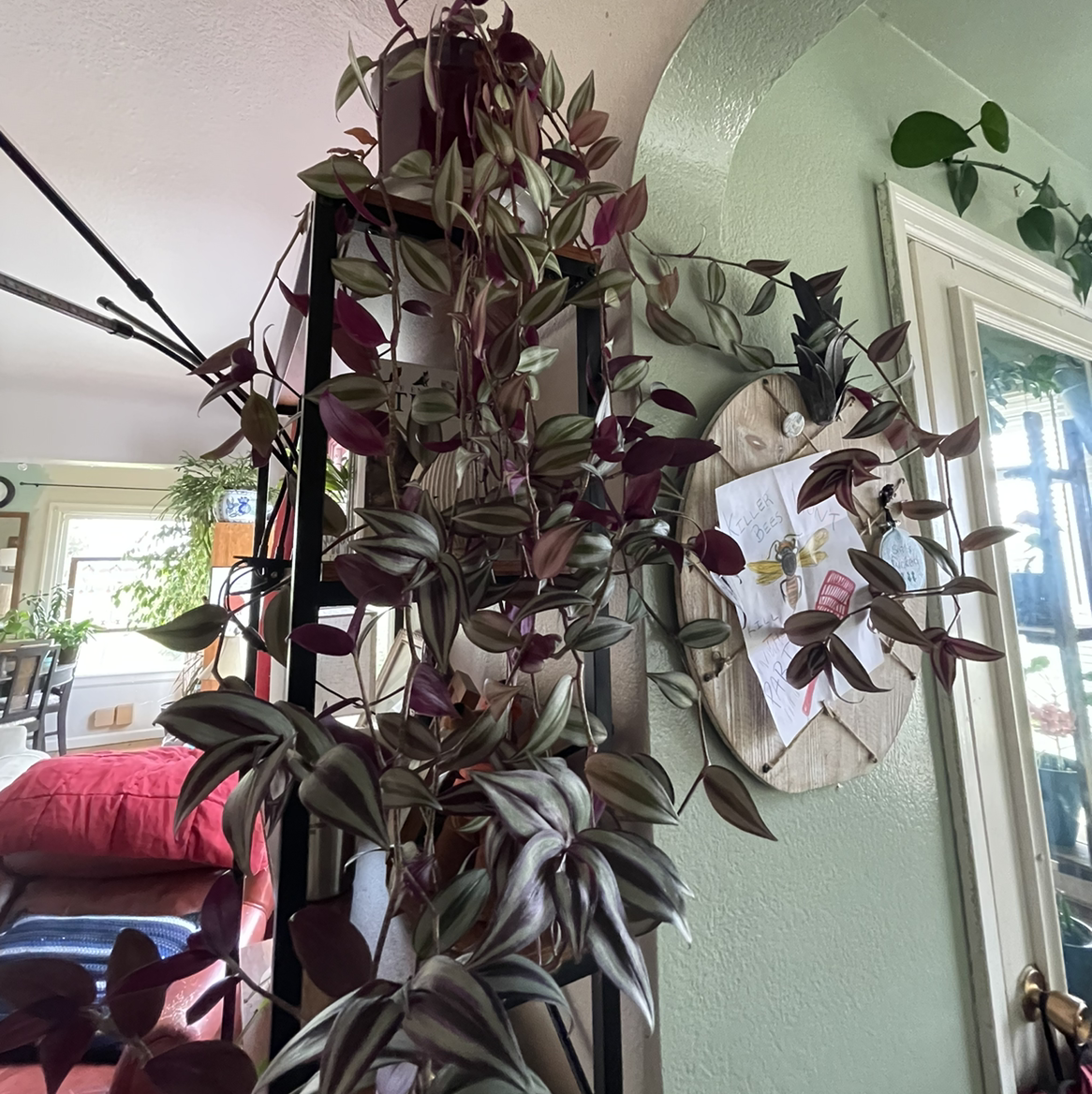 Spiderwort plant photo by @Mcgriddlepants named Teenage witch Sabr-eye-na on Greg, the plant care app.