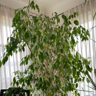 Weeping Fig plant in Somewhere on Earth