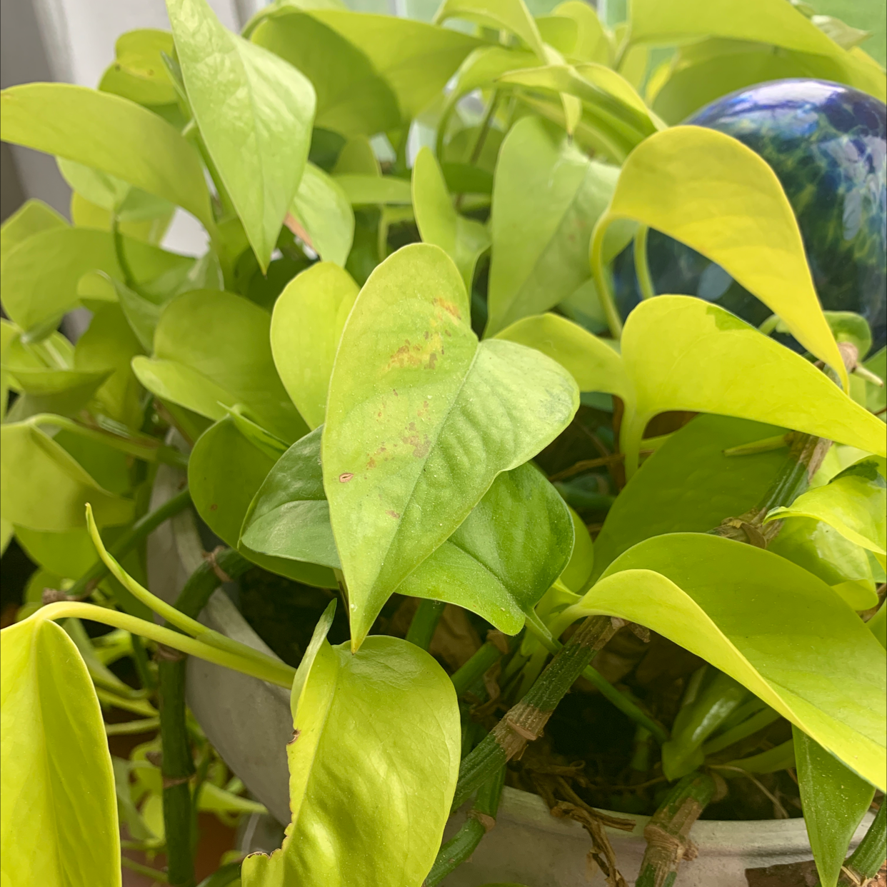 Taro Vine plant photo by @TinaC named Sir Winston on Greg, the plant care app.