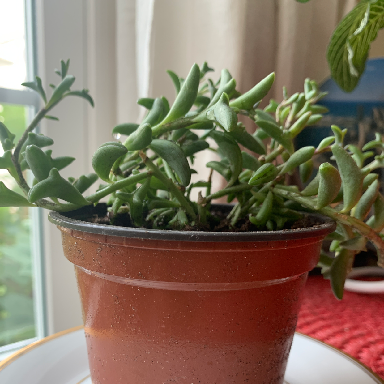 String of Dolphins plant photo by @TinaC named Flipper on Greg, the plant care app.