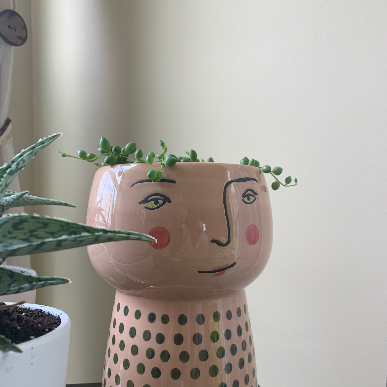 String of Pearls plant photo by @TinaC named Rosemary Clooney on Greg, the plant care app.