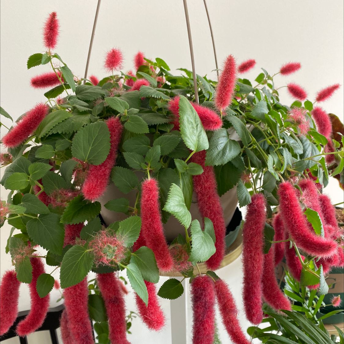 Photo of the plant species Firetails Chenille by Olivia named Sol on Greg, the plant care app