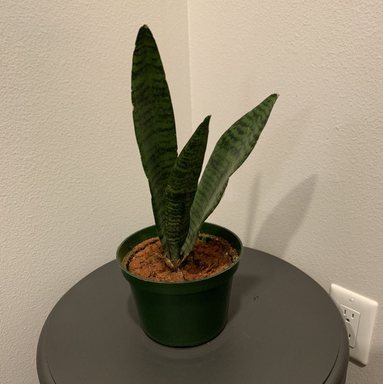 Zeylanica Snake Plant in a green pot on a round surface.