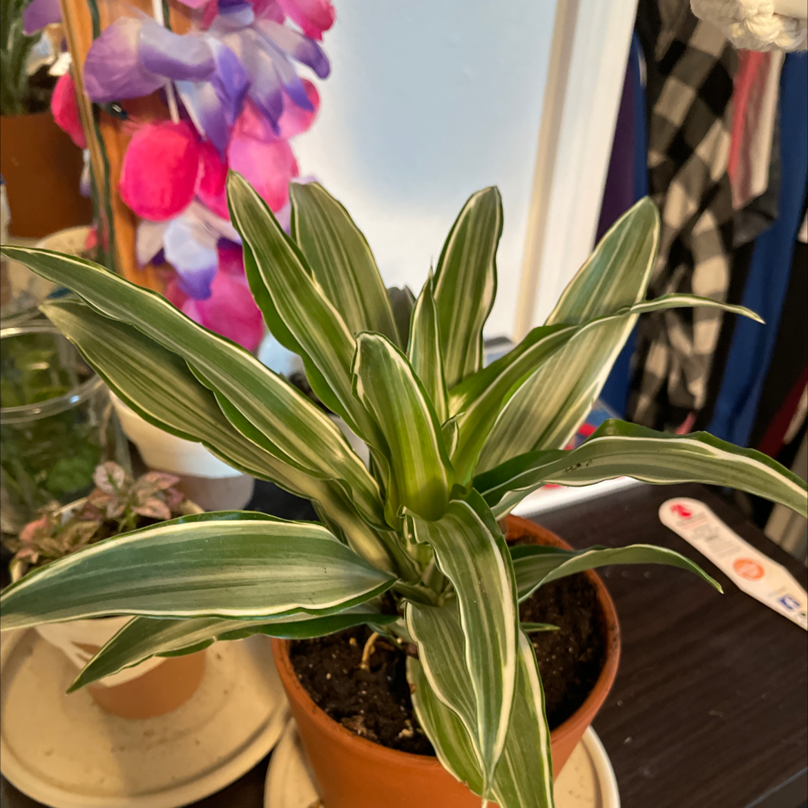 Dracaena 'Sted Sol Cane' plant in a pot with vibrant green leaves and white stripes.