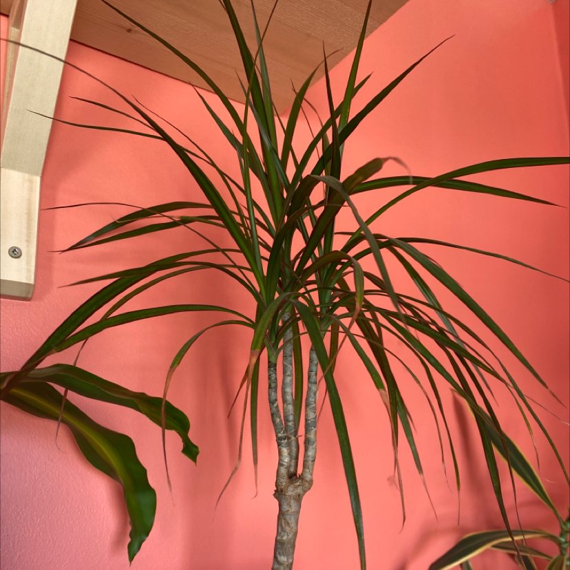 Dracaena 'Ray of Sunshine' plant indoors against a pink wall, with some browning leaves.