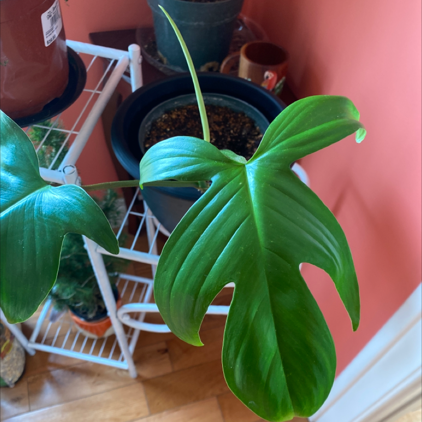 Photo of the plant species Horsehead Philodendron by @cleggles named Butthead on Greg, the plant care app