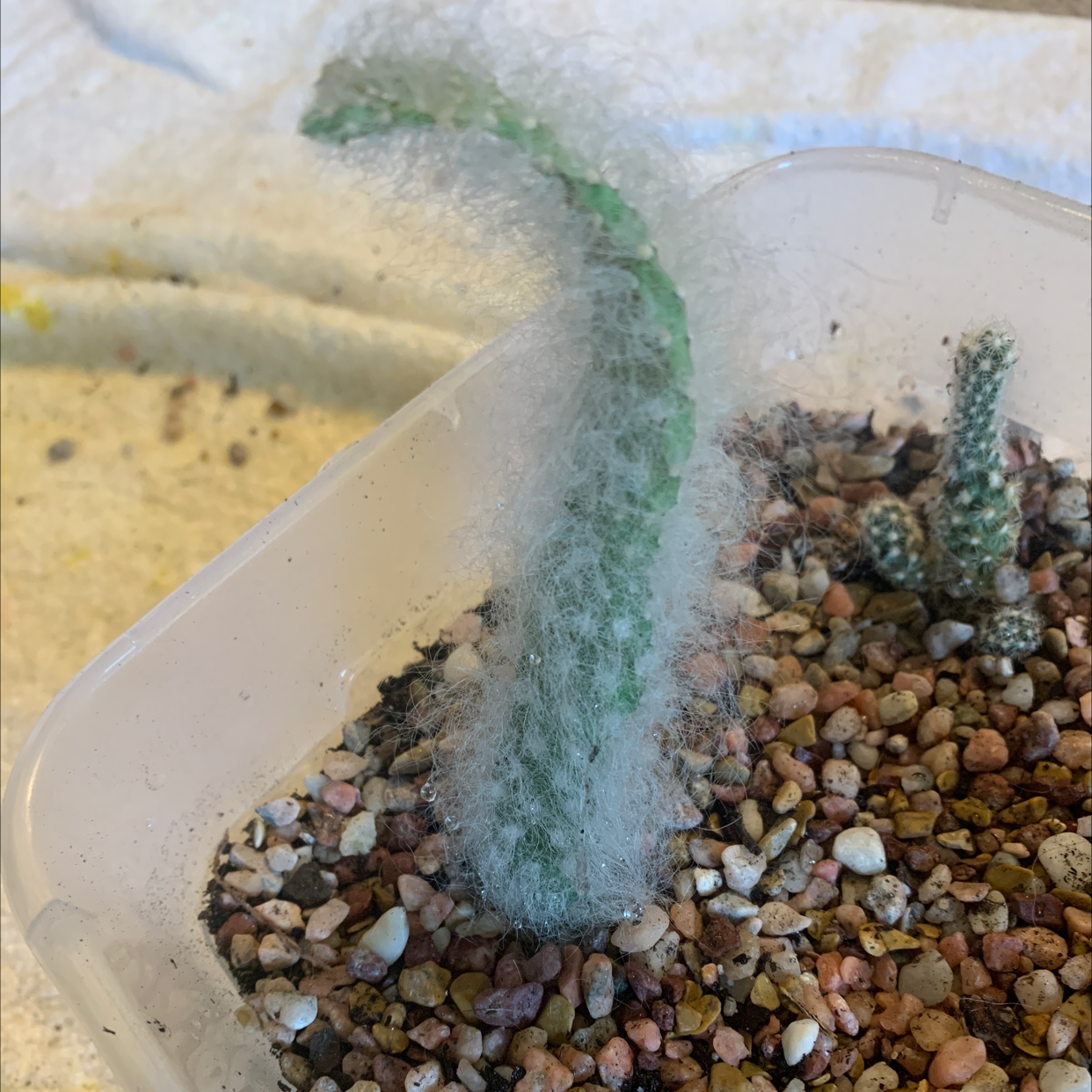 Snow Prickly Pear plant photo by @abbymackenzie named cirius on Greg, the plant care app.