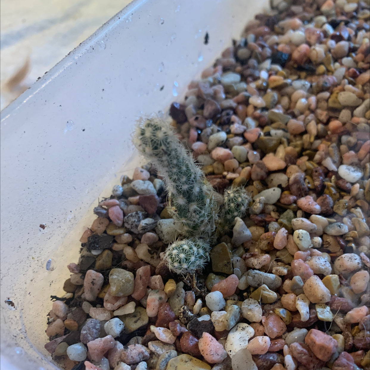 Mammillaria Elongata plant photo by @abbymackenzie named outlaw on Greg, the plant care app.