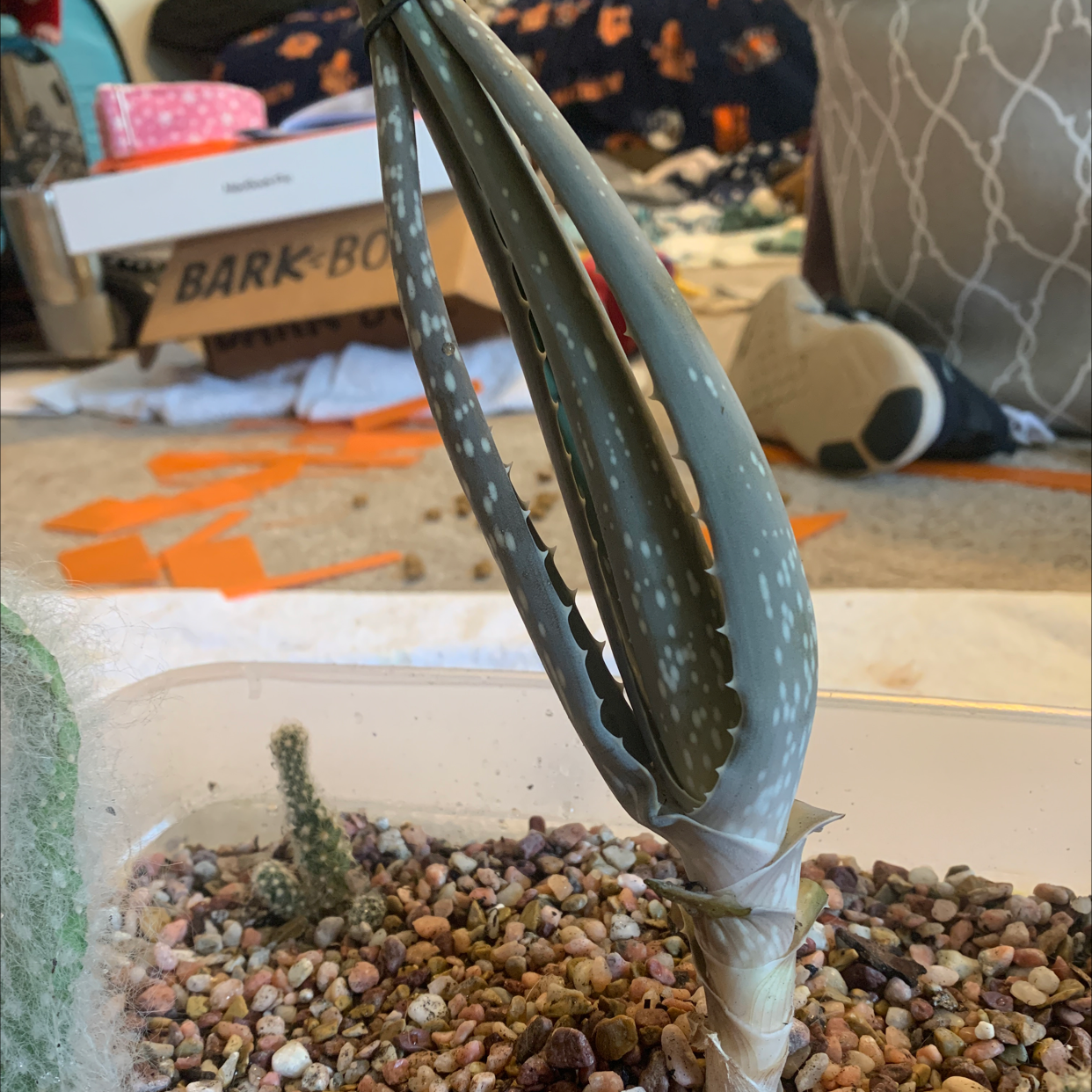 Aloe vera plant photo by @abbymackenzie named vera on Greg, the plant care app.