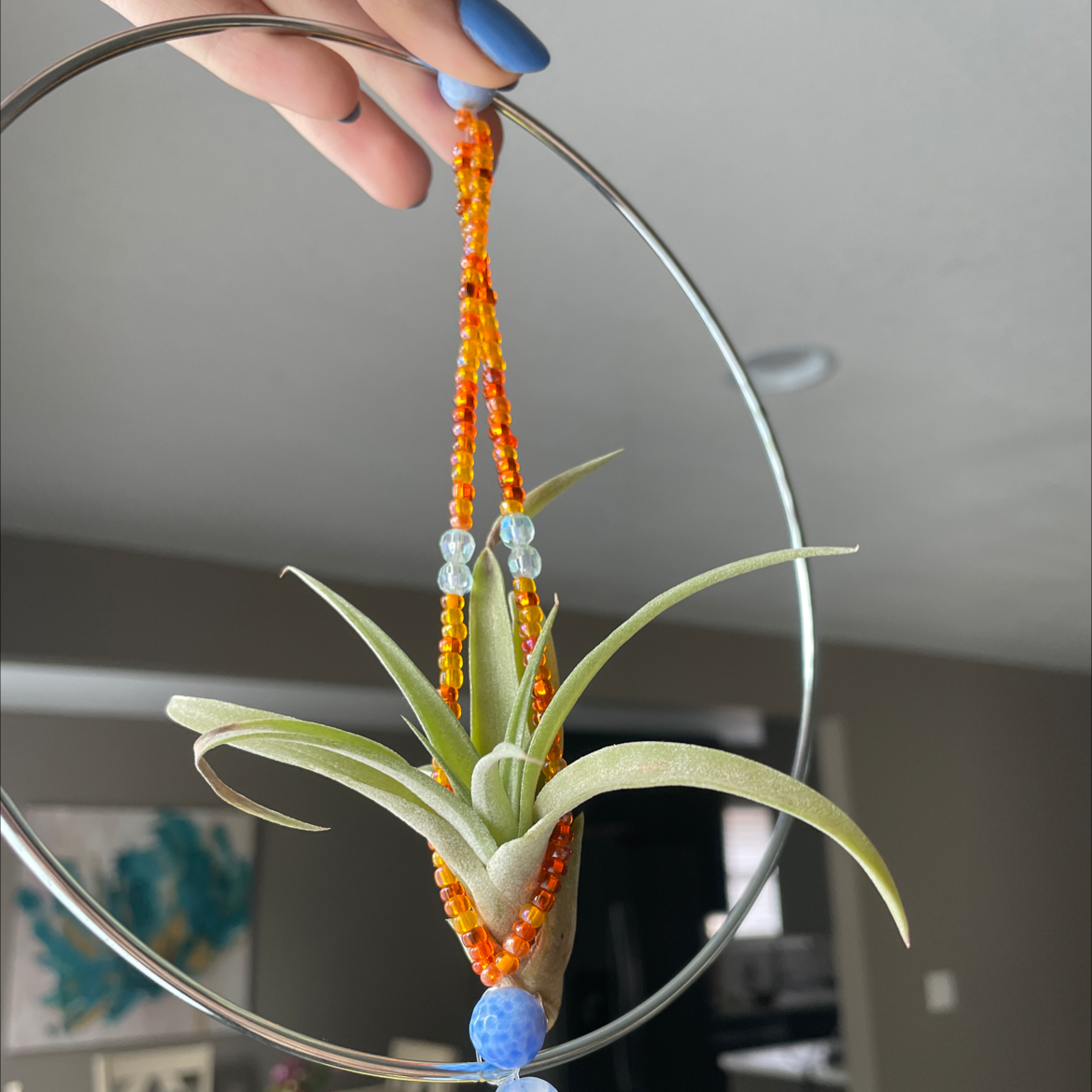 Fishbone Air Plant (Tillandsia) in a decorative holder with beads, held by a hand.