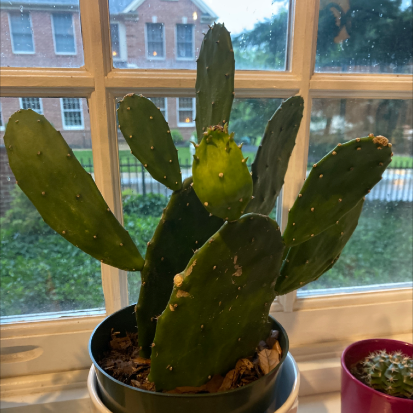 Cochineal Cactus on a windowsill with some yellowing on one pad.