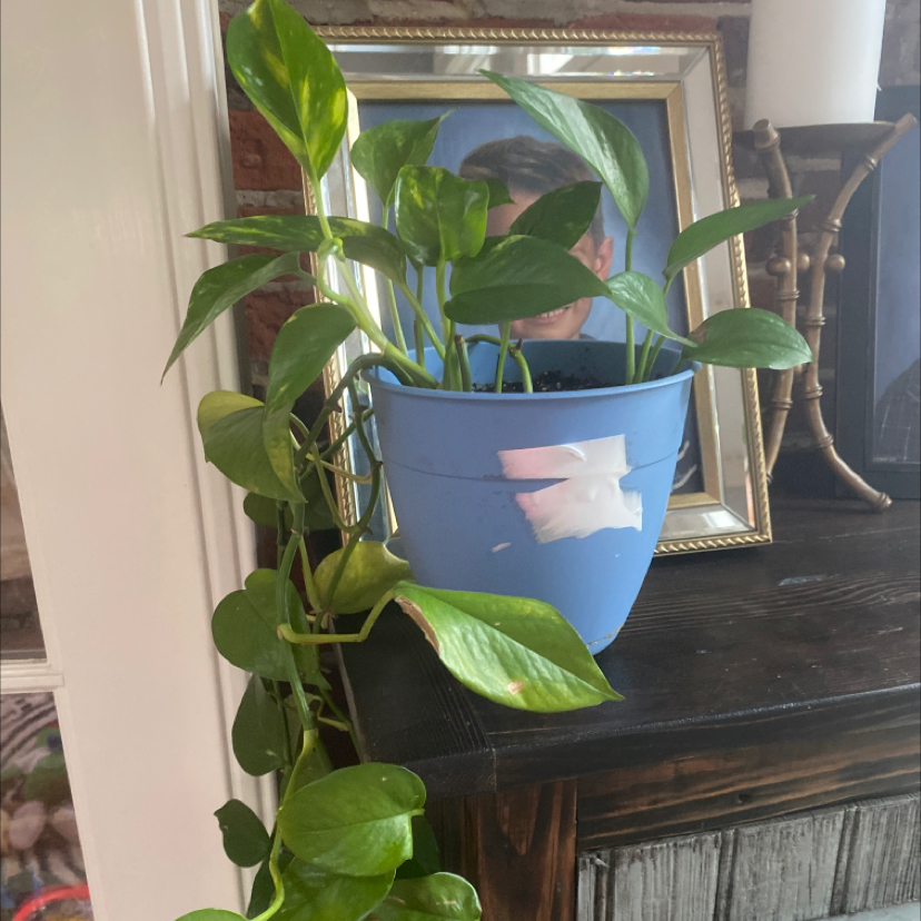 Taro Vine plant photo by @t_sto_jo named Homer on Greg, the plant care app.