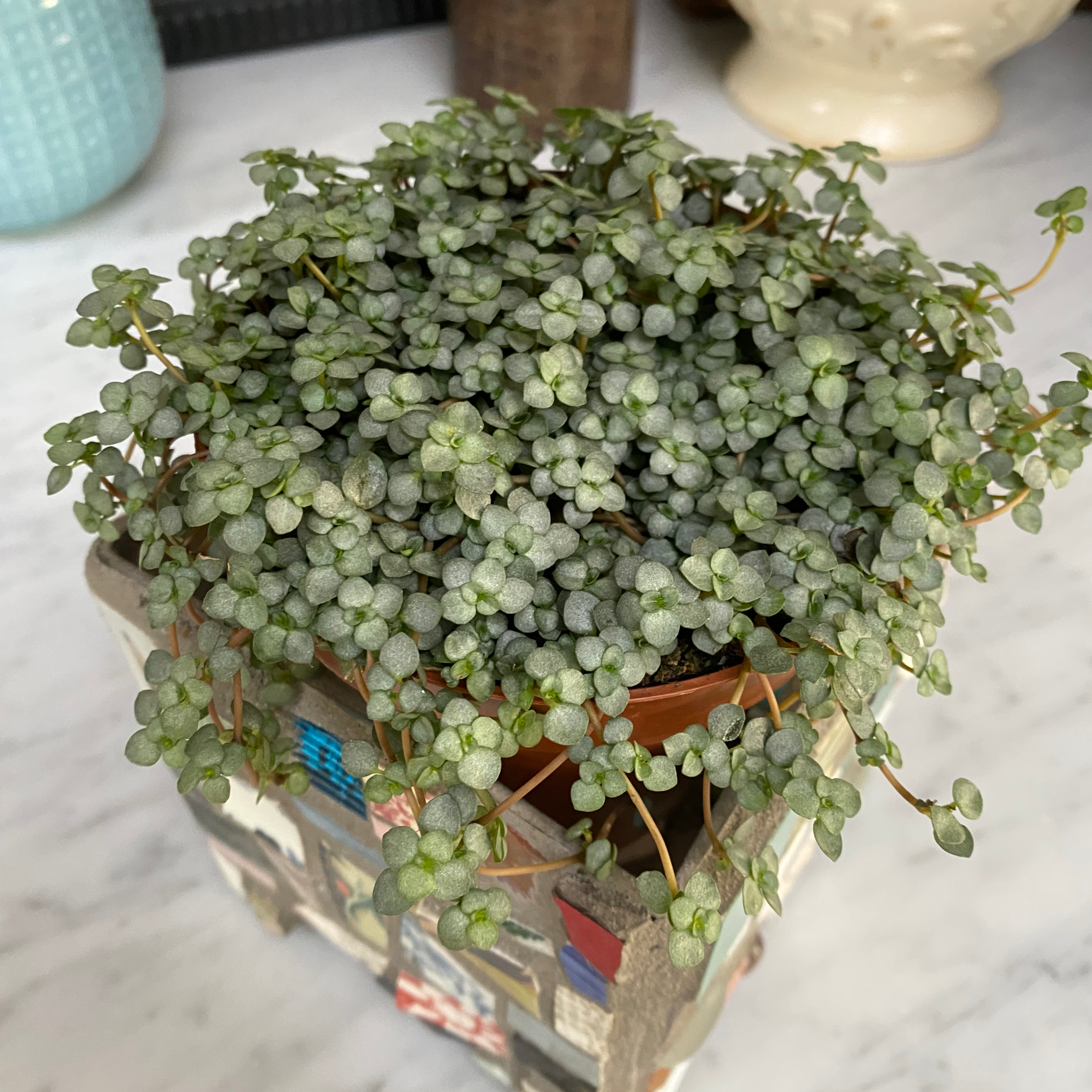 Pilea 'Aquamarine' plant in a pot with dense, green foliage.