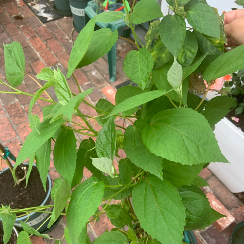 Photo of the plant species Mazapan by Naysa named No se on Greg, the plant care app
