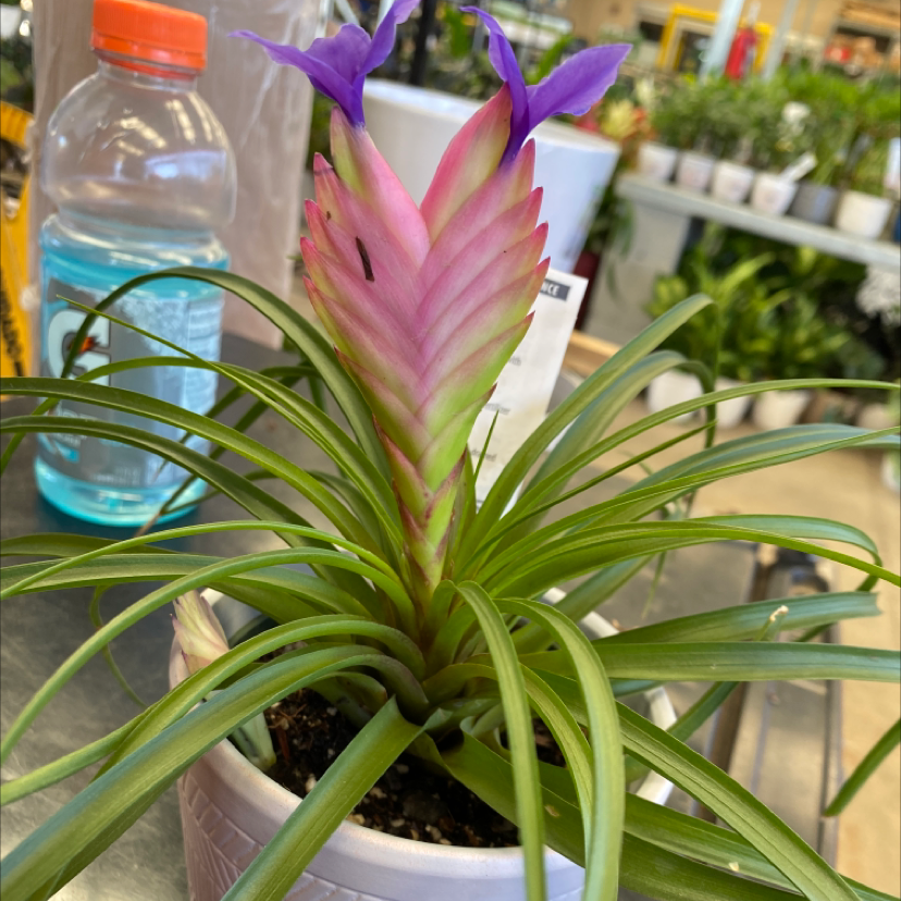 Pink Quill plant (Tillandsia cyanea) in a white pot with vibrant green leaves and purple flowers.