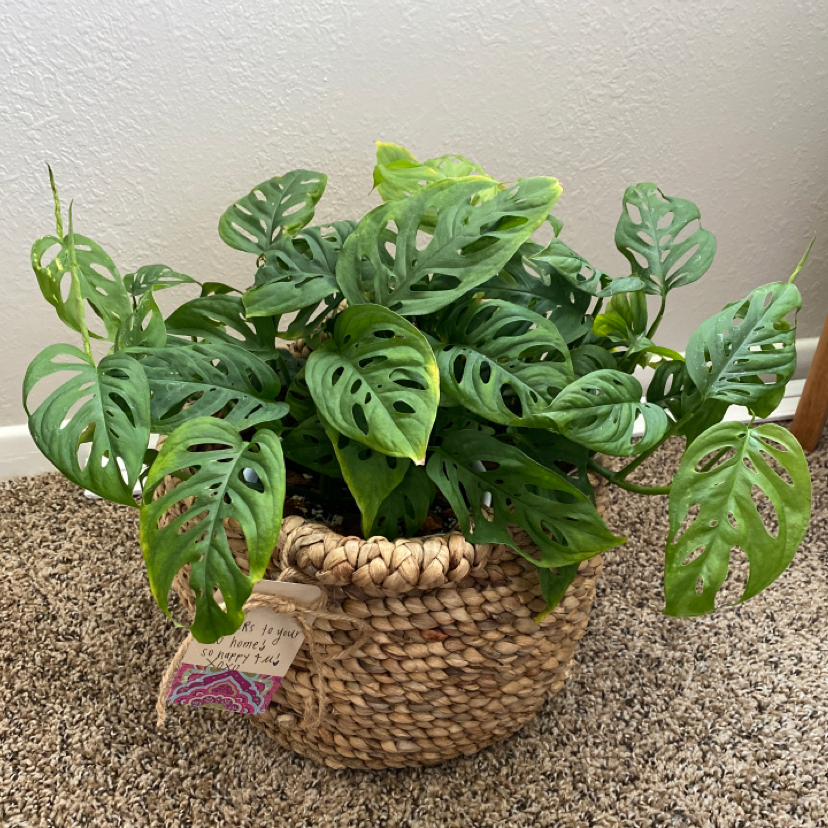 Monstera adansonii 'Laniata' plant in a woven basket with some yellowing leaves.