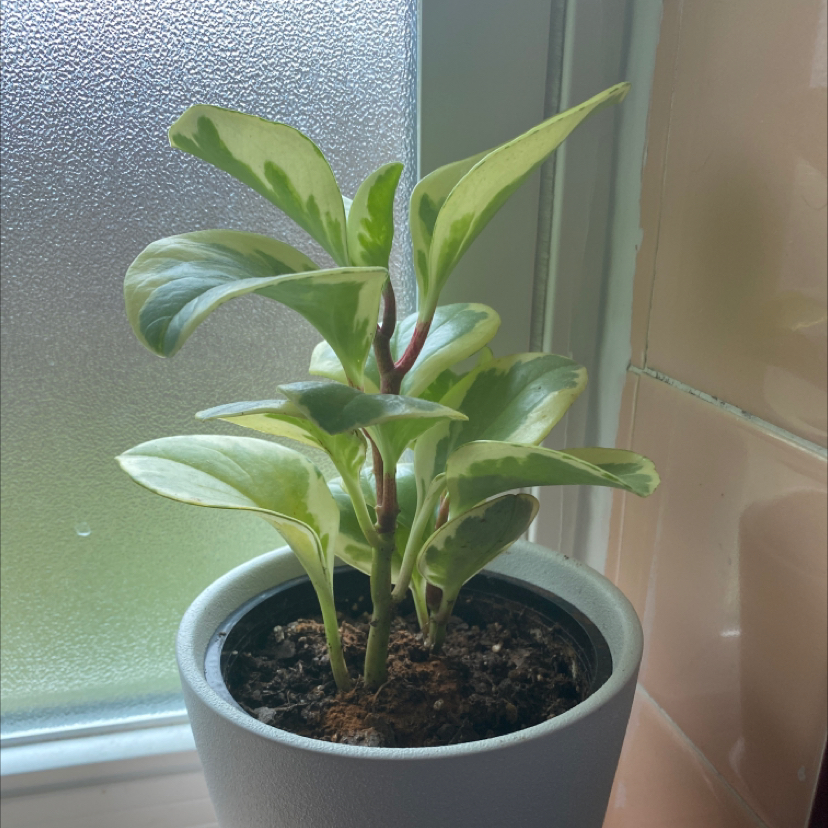 Baby Rubber Plant plant photo by @Kary-Lee named Abundance￼ on Greg, the plant care app.