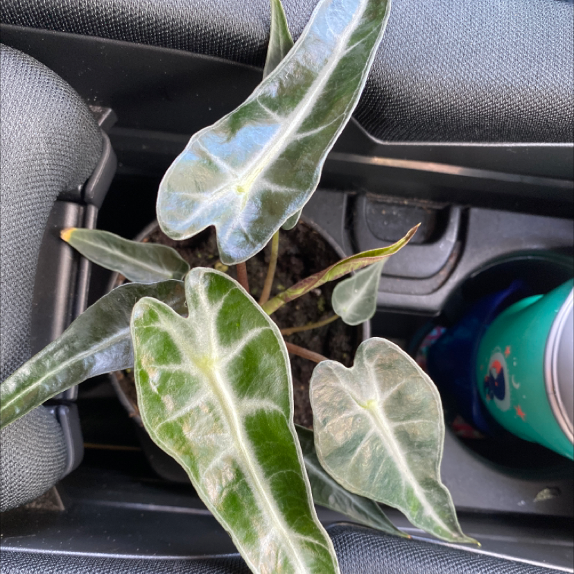 Alocasia 'Bambino' plant with dark green leaves and white veins in a car cup holder.