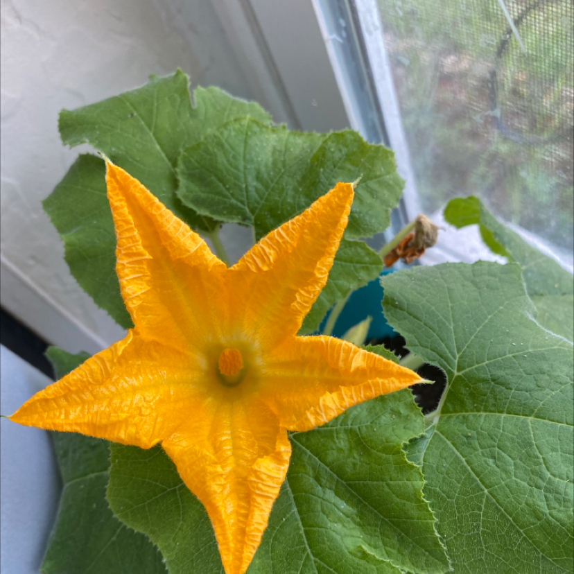 Summer Squash plant photo by @Kary-Lee named Isa on Greg, the plant care app.