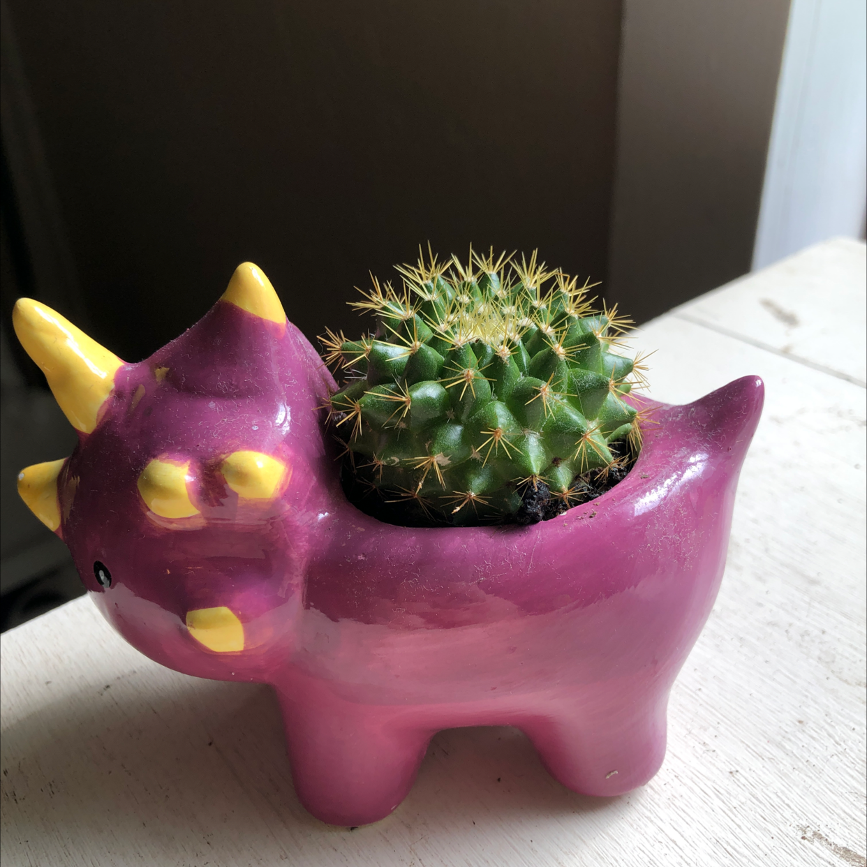 Photo of the plant species Little Nipple Cactus by @Mamakenn18 named Spikeratops on Greg, the plant care app